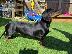 PoulaTo: AKC Dachshunds
